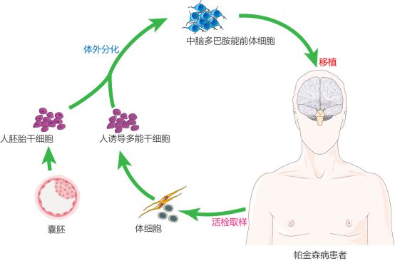 復旦校友領航，躍賽生物獲數千萬元天使輪融資，深耕干細胞治療新賽道
