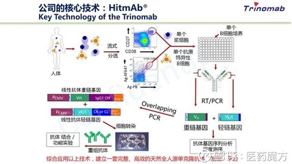 單克隆抗體藥物的迭代 從實驗室發(fā)現(xiàn)到臨床應(yīng)用的技術(shù)革命